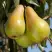 Груша КОНКОРД в Молодечно