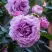 Роза СИЛЬВЕР КВИК плетистая в Молодечно
