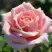 Роза ФРЕДЕРИК МИСТРАЛЬ чайно-гибридная в Молодечно