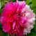 Пион ДВЕ СЕСТРЫ древовидный в Молодечно