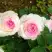 Роза ДОЛЬЧЕ ВИТА чайно-гибридная в Молодечно
