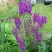 Коровяк ВИОЛЕТТА (вербаскум) в Молодечно