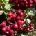 Рябина ГРАНАТНАЯ сладкоплодная в Молодечно