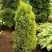 Можжевельник ГОЛД КОН обыкновенный в Молодечно