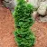 Туя СПИРАЛИС МИНИ западная в Молодечно