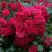 Роза РАДОСТЬ САДОВНИКА (ГАРТЕН ФРОЙДЕ) почвопокровная в Молодечно