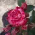 Роза ФАЙЕР ВОРКС миниатюрная в Молодечно