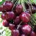 Черешня СИЛЬВИЯ колоновидная в Молодечно
