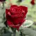 Роза ТАБУ чайно-гибридная в Молодечно