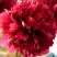 Пион БЕЛГРАВИЯ травянистый в Молодечно