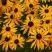 Рудбекия ГОЛДШТУРМ блестящая в Молодечно