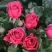 Роза ЛАВ ЛЕТТЕР флорибунда в Молодечно