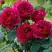 Роза КЕЙТ английская в Молодечно