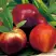 Нектарин СТАРК РЕД ГОЛД в Молодечно
