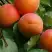 Абрикос ГРАФИНЯ в Молодечно
