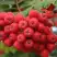 Рябина АЛАЯ КРУПНАЯ сладкоплодная в Молодечно