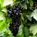 Смородина чёрная БЕЛОРУССКАЯ СЛАДКАЯ в Молодечно