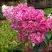 Гортензия МЕГА МИНДИ метельчатая в Молодечно