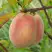 Персик ЕЛГАВСКИЙ в Молодечно