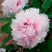 Пион ПЕРСИК ПОД СНЕГОМ древовидный в Молодечно