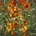 Облепиха РОСИНКА в Молодечно