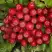 Рябина РУБИНОВАЯ сладкоплодная в Молодечно