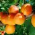 Абрикос СПАДЧЫНА в Молодечно