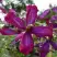 Клематис СВИТ САММЕР ЛАВ в Молодечно