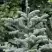 Пихта благородная в Молодечно