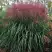 Мискантус МАЛЕПАРТУС китайский  в Молодечно