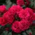 Роза РАДОСТЬ САДОВНИКА (ГАРТЕН ФРОЙДЕ) почвопокровная в Молодечно