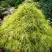 Кипарисовик ФИЛИФЕРА АУРЕА горохоплодный в Молодечно