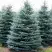 Ель ГЛАУКА колючая в Молодечно