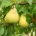 Груша ВЕЛИКАЯ ЛЕТНЯЯ (БОЛЬШАЯ ЛЕТНЯЯ) в Молодечно
