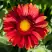 Гайлардия АРИЗОНА РЕД ШЕЙДС в Молодечно