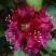 Рододендрон КАЛИ в Молодечно