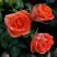 Роза ОРАНЖ ДЖЕВЕЛ миниатюрная в Молодечно