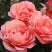 Роза КОРАЛ ЛИОНС РОУЗ флорибунда в Молодечно