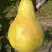 Груша КОНКОРД в Молодечно
