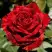 Роза РЕД ИНТУИШН чайно-гибридная в Молодечно