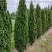Туя ДЕГРУТ СПАЙР западная в Молодечно