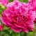 Пион НОЧНЫЕ ГРЕЗЫ древовидный в Молодечно