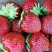 Клубника МАЛЬВИНА в Молодечно