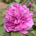 Пион ОРНАМЕНТ древовидный в Молодечно