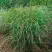 Просо РЕБРАУН прутьевидное в Молодечно
