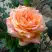 Роза ЭЛЬДОРАДО чайно-гибридная в Молодечно