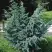 Можжевельник БЛЮ АЛЬПС китайский  в Молодечно