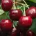 Черешня ГРОНКАВАЯ в Молодечно