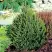 Ель КОМПАКТА обыкновенная в Молодечно