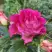 Роза БРЕРА флорибунда в Молодечно